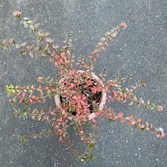 【値下げ】アベリア　植木　の画像