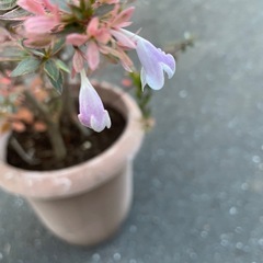 【値下げ】アベリア　植木　の画像