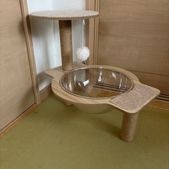キャットタワー上のみの画像