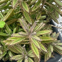 無料🌟差し上げます　カランコエ　不死鳥の画像