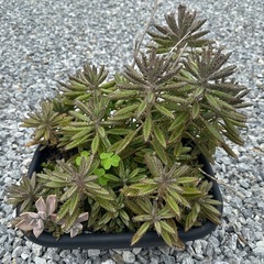 無料🌟差し上げます　カランコエ　不死鳥の画像