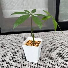【決まりました】観葉植物　パキラ　（小サイズ）の画像