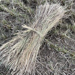 束ねてない藁一列の画像