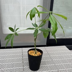 【決まりました】観葉植物　パキラ　（中サイズ）の画像