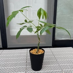 【決まりました】観葉植物　パキラ　（中サイズ）の画像