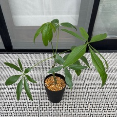 【決まりました】観葉植物　パキラ　（中サイズ）の画像