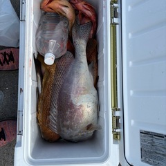 船釣り参加者募集