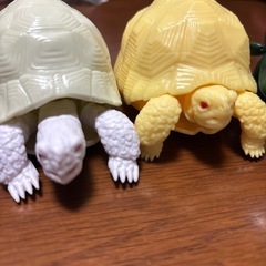 亀とカナブンの画像