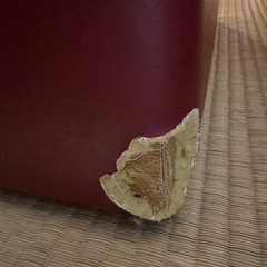 あずき色のレザーソファの画像