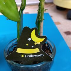 サボテン２点で300円の画像