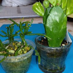 サボテン２点で300円の画像