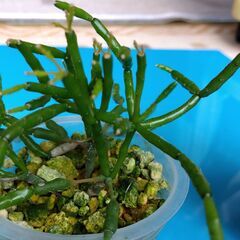 サボテン２点で300円の画像