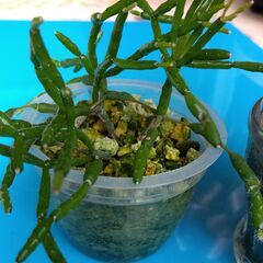 サボテン２点で300円の画像