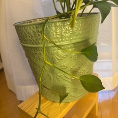 植木鉢・雑貨の画像