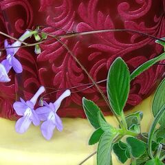 ストレプトカーパスの画像