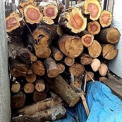 【早い者勝ち！（あげます）】キャンプやマキストーブたき木にどうぞ！　A_貝塚イブキ　（大_直径約23㎝×長さ約42cm）B_ 樫　（大_直径約15cm×長さ約50cm）C_樫（中_太さ約太さ約10㎝×長さ約50cm）の画像