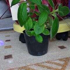 ストレプトカーパスの画像