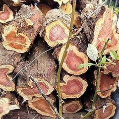 【早い者勝ち！（あげます）】キャンプやマキストーブたき木にどうぞ！　A_貝塚イブキ　（大_直径約23㎝×長さ約42cm）B_ 樫　（大_直径約15cm×長さ約50cm）C_樫（中_太さ約太さ約10㎝×長さ約50cm）の画像