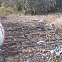 丸太、古木あげますの画像