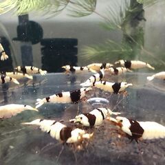 ブラックビーシュリンプ　おまけ込み12匹セット　②の画像