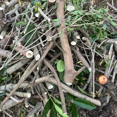 薪　き木の画像