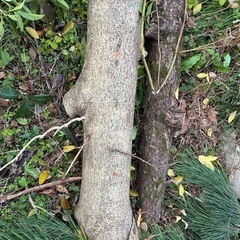 薪　き木の画像