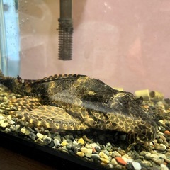 プレコ　　の画像