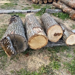 楢原木　ナラ原木　薪用原木　１m3 長野県発　の画像