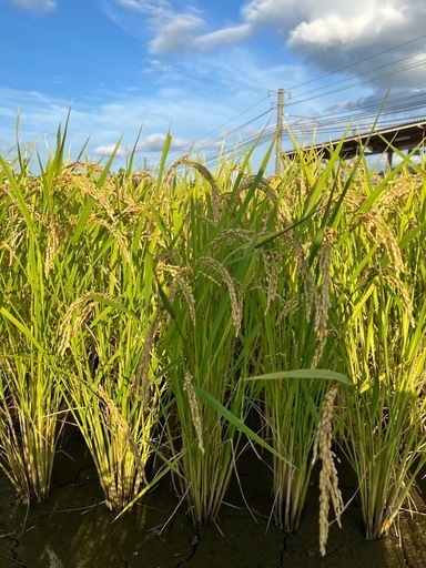 令和7年産 コシヒカリ　玄米30キロ　残⑨