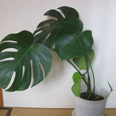 観葉植物♪モンステラ　デリシオーサ♡7号鉢の画像