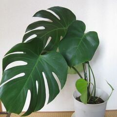 観葉植物♪モンステラ　デリシオーサ♡7号鉢の画像