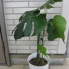 観葉植物♪モンステラ　デリシオーサ♡7号鉢の画像