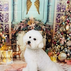 夜間トリミング ペットホテル