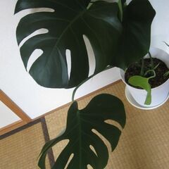 観葉植物♪モンステラ　デリシオーサ♡7号鉢の画像