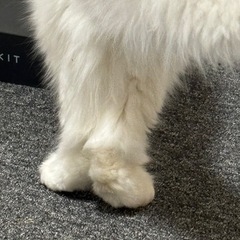 ミヌエット6ヶ月の男の子