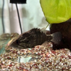 ポリプテルス　オヤニラミの画像