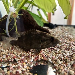 ポリプテルス　オヤニラミの画像