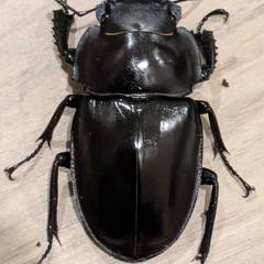 西表島東部　後良川産　ヤエヤママルバネクワガタ　トリオ　♂♂♀ の画像