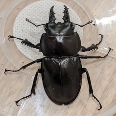 西表島東部　後良川産　ヤエヤママルバネクワガタ　トリオ　♂♂♀ の画像