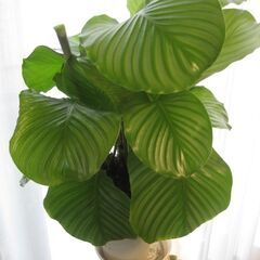 観葉植物♪カラテア　オルビフォリア♡6号鉢の画像