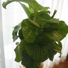 観葉植物♪カラテア　オルビフォリア♡6号鉢の画像