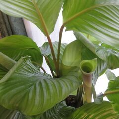 観葉植物♪カラテア　オルビフォリア♡6号鉢の画像