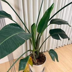 ストレリチア　オーガスタ　観葉植物の画像