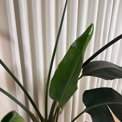 ストレリチア　オーガスタ　観葉植物の画像