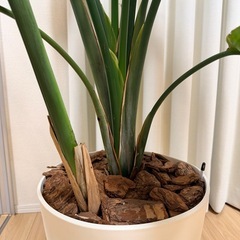 ストレリチア　オーガスタ　観葉植物の画像