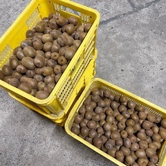 唐津産キウイフルーツ🥝の画像