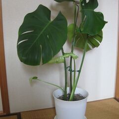 7号鉢♡モンステラ・デリシオーサ♪観葉植物の画像