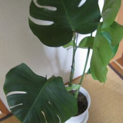 7号鉢♡モンステラ・デリシオーサ♪観葉植物の画像