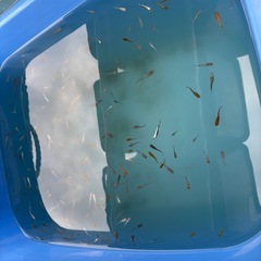 めだかミックス40匹＋α⑫の画像