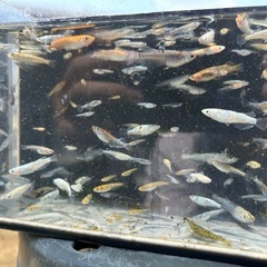 めだかミックス40匹＋α⑫の画像